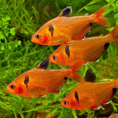 Serpae Tetra