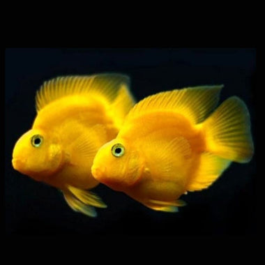 Yellow Parrot Fish