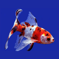 Comet Goldfish 12cm