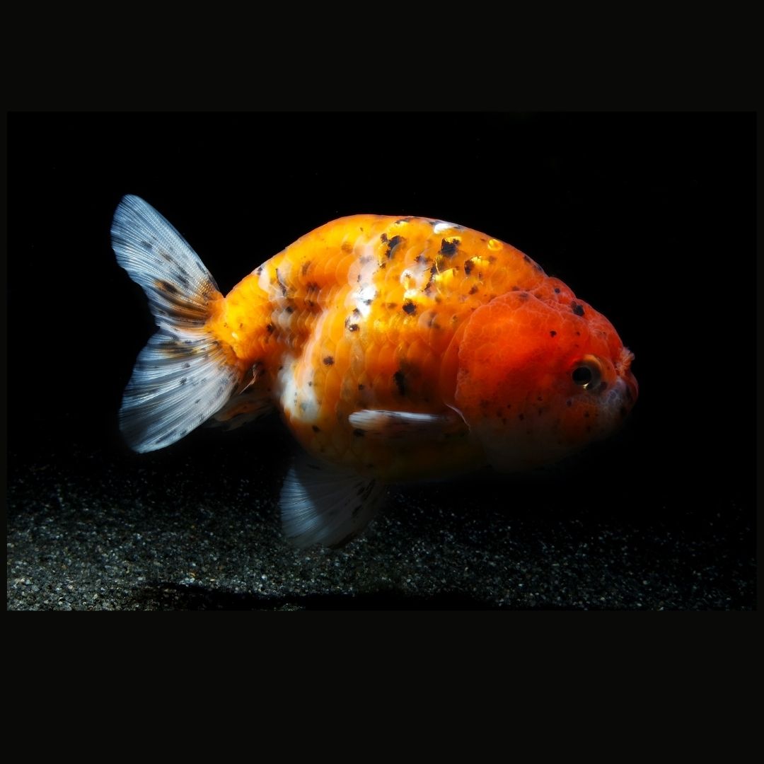 Calico Ranchu Goldfish 5cm to 6cm