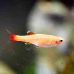 White Cloud Mountain Minnow