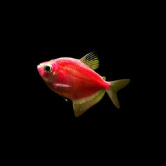 Red Widow Tetra