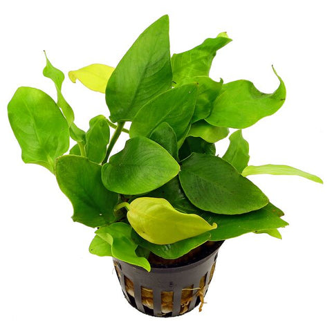 Anubias Nana Gold