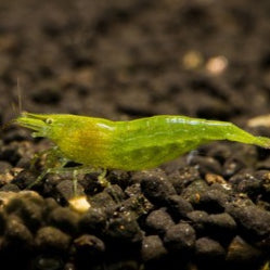 Green Babaulti Shrimp