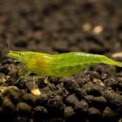 Green Babaulti Shrimp