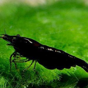 Black Shrimp