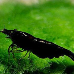 Black Shrimp