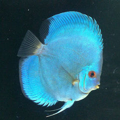 Blue Diamond Discus 6cm