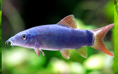 Blue Loach