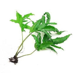 Bolbitis Heteroclita