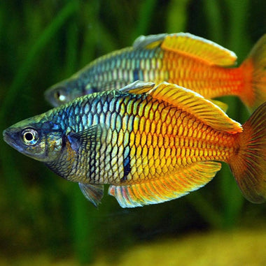 Boesemani Rainbow