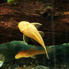 Albino Bristle Nose Pleco