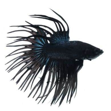 Crown Tail Betta