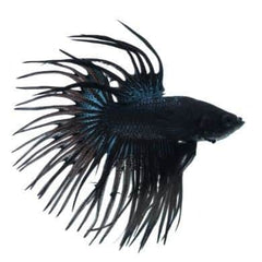 Crown Tail Betta