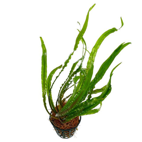 Cryptocoryne spiralis -red