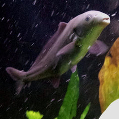 Freshwater Dolphin Fish