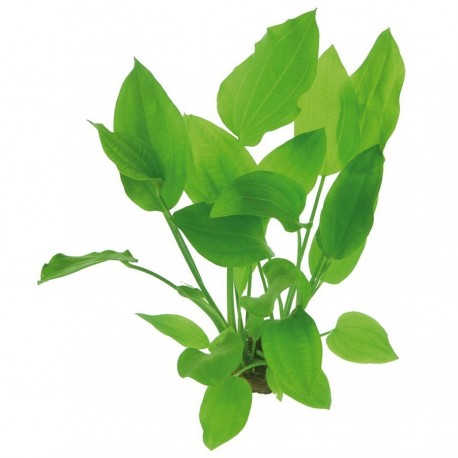 Echinodorus argentinensis