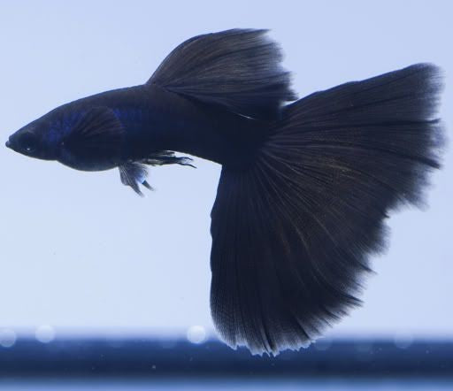 Black Moscow Guppy 3cm
