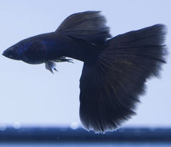 Black Moscow Guppy 3cm