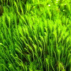 Fissidens crispulus - moss