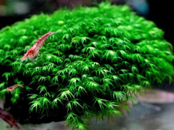 Moss