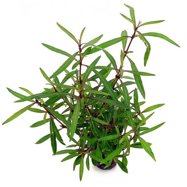 Hygrophila "Araguaia"