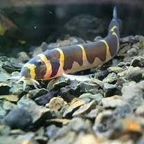 Giant Kuhli Loach