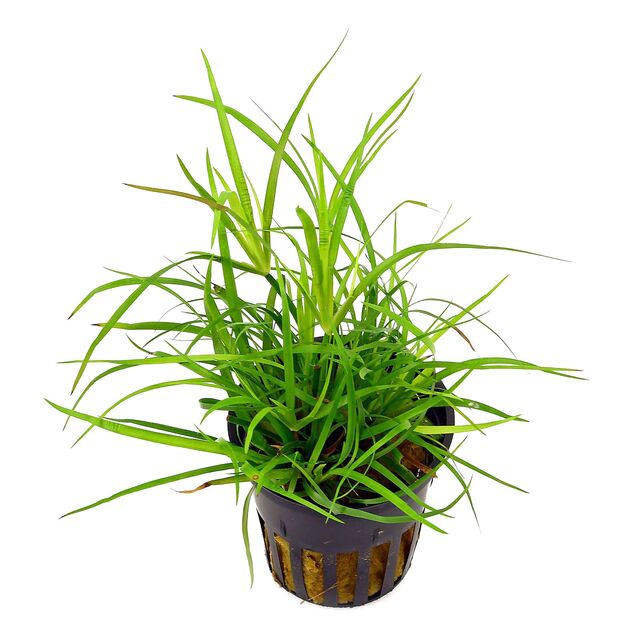 Juncus repens Green