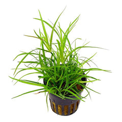 Juncus repens Green