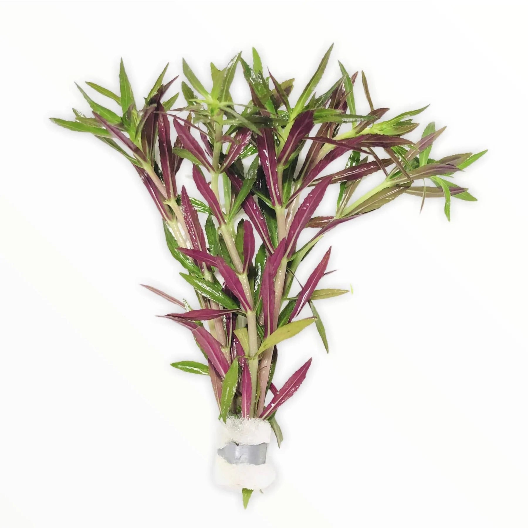 Limnophila  aromatica/ hippuroides --purple