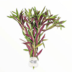 Limnophila  aromatica/ hippuroides --purple