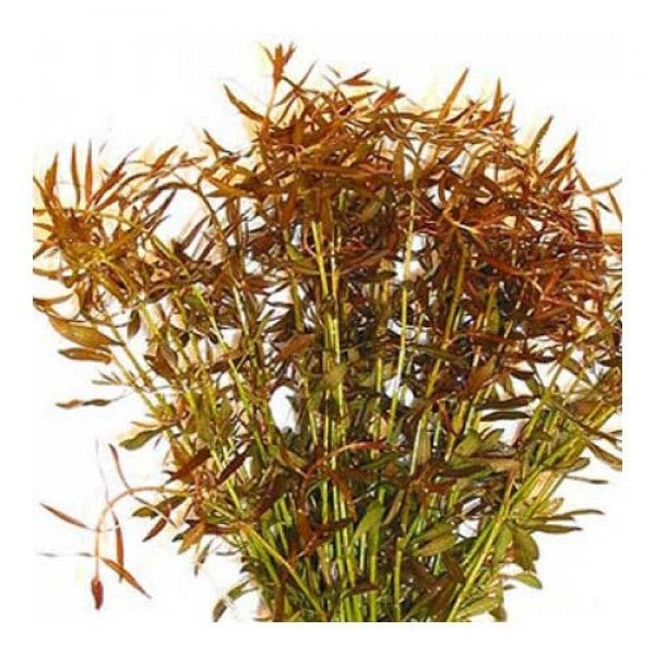 Ludwigia arcuata—dark red