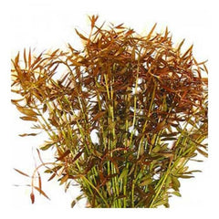 Ludwigia arcuata—dark red