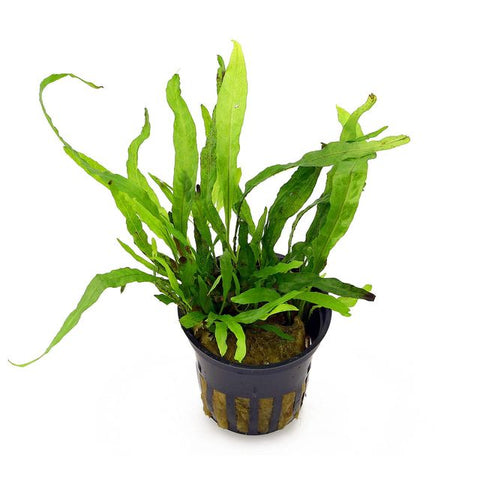 Microsorum pteropus 'Narrow' leaf fern
