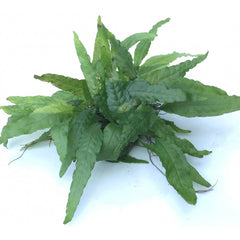 Microsorum pteropus/Wrinkled fern