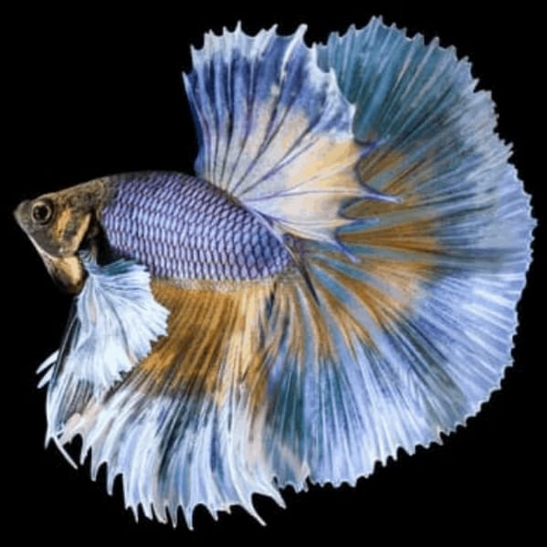 Moontail Betta