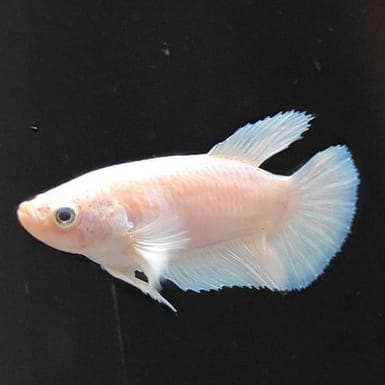 Female Betta
