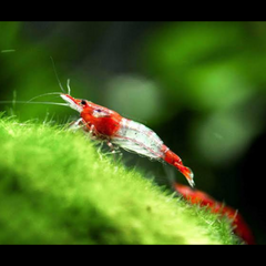 Red Rili Shrimp