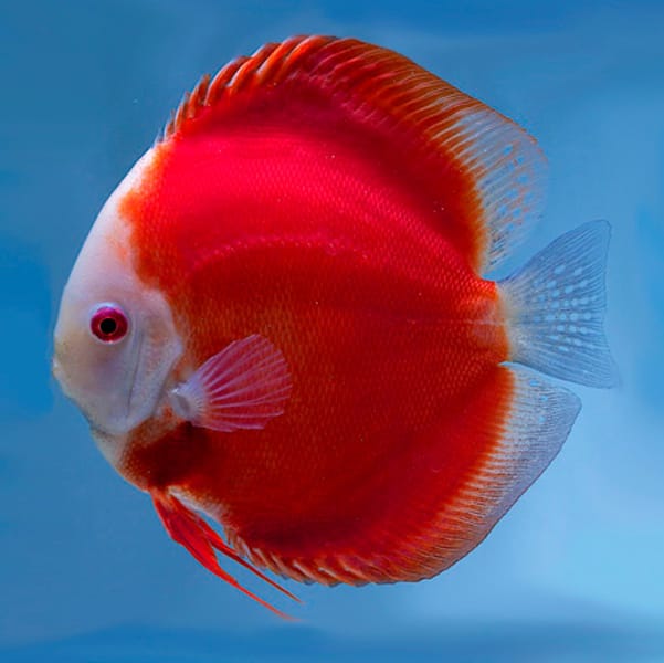 Discus