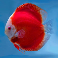 Red Mellon Discus 5cm to 6cm