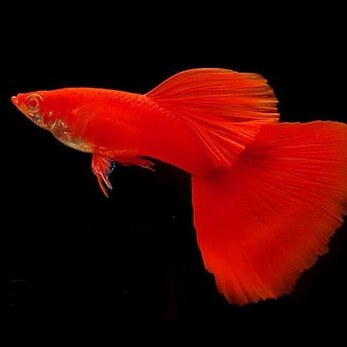 Guppies