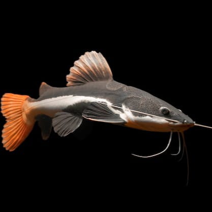 Red Tail Catfish