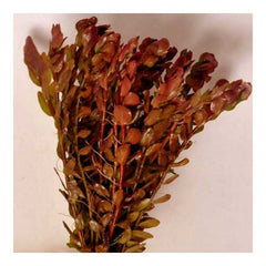 Rotala macrandra "narrow leaf"