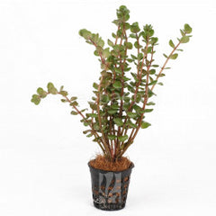 Rotala macrandra "narrow leaf"