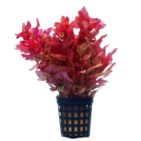 Rotala macrandra mini butterfly hi red