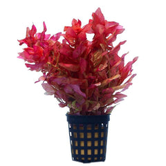 Rotala macrandra mini butterfly hi red