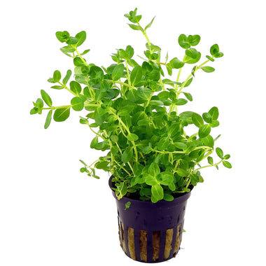 Rotala rotundifolia “green”