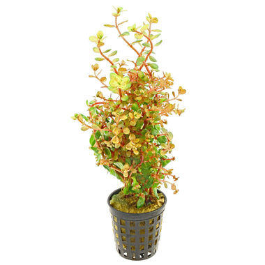 Rotala rotundifolia 'orange'