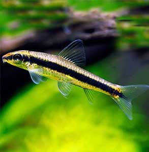 Algae Eater