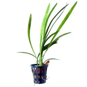 Narrow Leaf Sagittaria